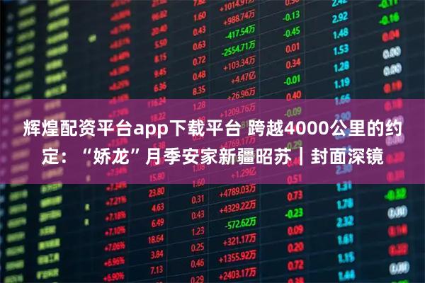 辉煌配资平台app下载平台 跨越4000公里的约定：“娇龙”月季安家新疆昭苏｜封面深镜