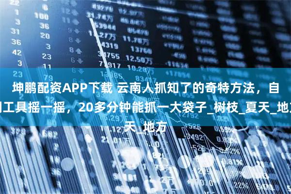 坤鹏配资APP下载 云南人抓知了的奇特方法，自制工具摇一摇，20多分钟能抓一大袋子_树枝_夏天_地方